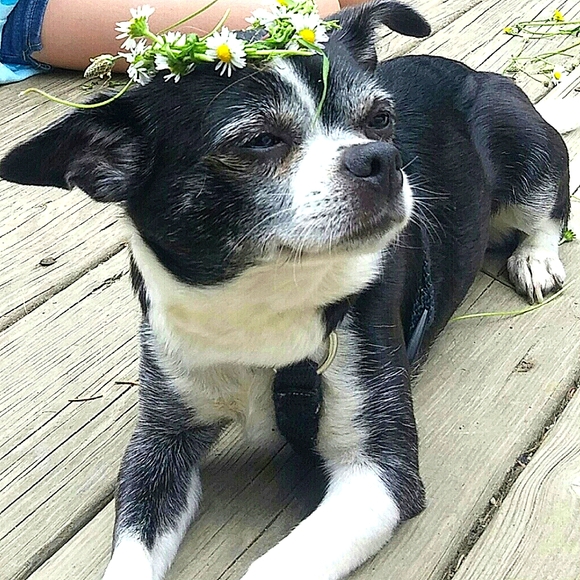 FUNDRAISER 4 RESCUE! - Picture 2 of 16